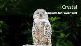  Presentation with rock - Presentation consisting of emale-snowy-owl-bubo-scandiacus and a black colored foreground