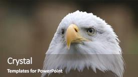  Presentation with united states constitution - Slides having emblem of the united states background and a tawny brown colored foreground