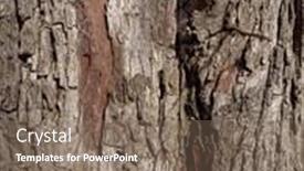  Presentation with pattern - Beautiful theme featuring embossed-texture-of-the-bark backdrop and a violet colored foreground