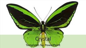  Presentation with regions - PPT theme featuring emerald birdwing o priamus poseidon background and a seafoam green colored foreground