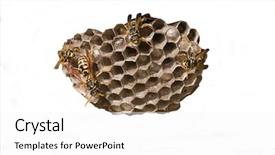  Presentation with engineering robotics development closeup electronics - Presentation theme having emerging antennas - wasps tending nest closeup isolated background and a  colored foreground