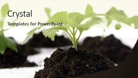  Presentation with seedling - Cool new presentation design with new seedling emerges from a pile of dirt with many others around it backdrop and a soft green colored foreground