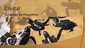  Presentation with land and water pollution - Beautiful PPT layouts featuring hatchery - newborn turtles in water seaturtles backdrop and a yellow colored foreground