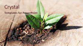  Presentation with seedling - Beautiful slide set featuring dead alive - beautiful seedling growing backdrop and a lemonade colored foreground