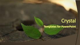  Presentation with seedling - Amazing presentation theme having dead alive - beautiful seedling growing backdrop and a tawny brown colored foreground