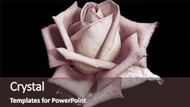  Presentation with emo love - Colorful PPT layouts enhanced with emo love - pink rose backdrop and a tawny brown colored foreground
