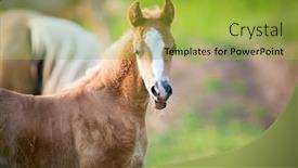  Presentation with foal - Presentation design enhanced with emotion-of-small-foal background and a yellow colored foreground