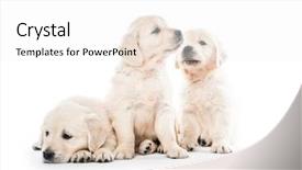  Presentation with animal behaviour - PPT theme having emotional behaviour of golden retriever background and a white colored foreground
