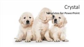  Presentation with animal behaviour - Presentation theme enhanced with emotional behaviour of golden retriever background and a white colored foreground