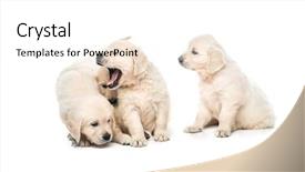  Presentation with animal behaviour - Amazing PPT layouts having emotional behaviour of golden retriever backdrop and a white colored foreground