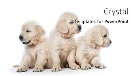  Presentation with behaviour - Amazing PPT layouts having emotional-behaviour-of-golden-retriever backdrop and a white colored foreground