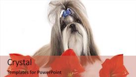  Presentation with medicina tradicional chinesa chinese herb - Audience pleasing PPT theme consisting of summer hipster style design spring backdrop and a light gray colored foreground.