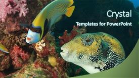 Presentation with puffer - Cool new presentation theme with emperor angelfish and giant puffer fish backdrop and a navy blue colored foreground