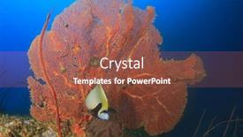  Presentation with coral - Slides with emperor angelfish and gorgonian fan coral background and a tawny brown colored foreground