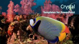  Presentation with reef octopus underwater - Slides having emperor angelfish and moorish idol background and a ocean colored foreground