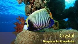  Presentation with coral reefs blue water beautiful sky - PPT layouts featuring emperor angelfish on beautiful coral reef background and a tawny brown colored foreground