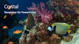  Presentation with corral reef - Presentation having emperor angelfish on coral reef background and a navy blue colored foreground