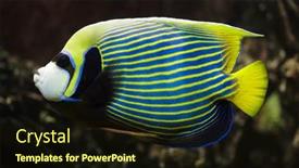  Presentation with tropical wedding anniversary - PPT theme with emperor-angelfish-pomacanthus-imperator-tropical background and a wine colored foreground