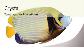  Presentation with tropical - Audience pleasing PPT layouts consisting of emperor angelfish tropical fish isolated backdrop and a soft green colored foreground