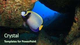  Presentation with tropical reef fish - PPT theme enhanced with emperor angelfish tropical fish background and a wine colored foreground