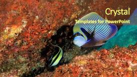  Presentation with tropical reef fish - Presentation enhanced with emperor angelfish tropical reef fish background and a tawny brown colored foreground