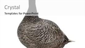  Presentation with octopus on isolated white - Colorful PPT theme enhanced with emperor-goose-standing-isolated backdrop and a white colored foreground