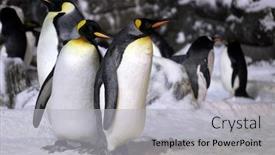  Presentation with iso - Colorful presentation enhanced with emperor-penguins-hanging-out-together backdrop and a light gray colored foreground