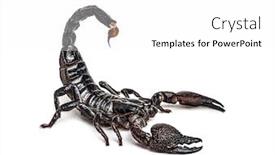  Presentation with growing micro greens isolated - PPT theme enhanced with emperor-scorpion-attacking-pandinus-imperator background and a white colored foreground