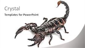  Presentation with horse and carriage isolated - Presentation design featuring emperor-scorpion-attacking-pandinus-imperator background and a white colored foreground