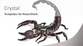  Presentation with vat value added tax isolated - PPT layouts enhanced with emperor-scorpion-attacking-pandinus-imperator background and a white colored foreground