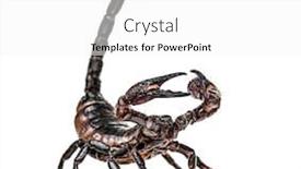  Presentation with defending - Amazing slides having emperor-scorpion-defending-pandinus-imperator backdrop and a white colored foreground