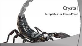  Presentation with old fashioned black and white - Slides enhanced with emperor scorpion pandinus imperator 1 background and a white colored foreground