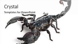  Presentation with old fashioned black and white - PPT layouts with emperor scorpion pandinus imperator 1 background and a white colored foreground