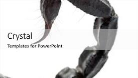  Presentation with close up of an apron - Cool new PPT theme with emperor scorpion pandinus imperator close backdrop and a white colored foreground
