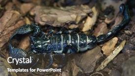  Presentation with animal - Theme featuring emperor scorpion pandinus imperator wild background and a tawny brown colored foreground