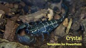  Presentation with underwater wild nature sea life - Beautiful presentation theme featuring emperor scorpion pandinus imperator wild backdrop and a tawny brown colored foreground