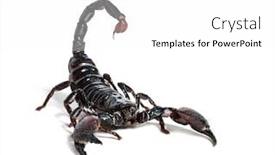  Presentation with navratri festival front page pdf - Amazing slide set having arachnid - emperor scorpion pandinus imperator backdrop and a white colored foreground