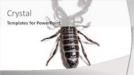  Presentation with navratri festival front page pdf - Audience pleasing PPT layouts consisting of arachnid - emperor scorpion pandinus imperator backdrop and a white colored foreground