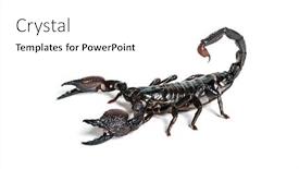  Presentation with front of burj khalifa - Cool new theme with emperor scorpion pandinus imperator backdrop and a white colored foreground