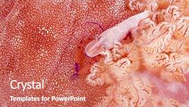  Presentation with shrimp - Colorful presentation enhanced with emperor shrimp in spanish dancer backdrop and a  colored foreground