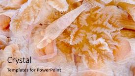  Presentation with shrimp - PPT layouts having emperor shrimp periclimenes imperator background and a  colored foreground
