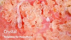  Presentation with spanish philippine history - Slides having emperor shrimps in spanish dancer background and a  colored foreground