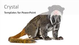  Presentation with golden lion tamarin - Audience pleasing PPT layouts consisting of emperor-tamarin-saguinus-imperator-isolated backdrop and a white colored foreground