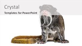  Presentation with golden lion tamarin - Slide deck featuring emperor-tamarin-saguinus-imperator-isolated background and a white colored foreground