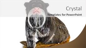  Presentation with monarch butterfly isolated on white - PPT layouts enhanced with emperor-tamarin-saguinus-imperator-isolated background and a light gray colored foreground