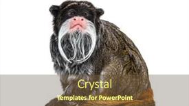  Presentation with golden lion tamarin - Cool new PPT theme with emperor-tamarin-saguinus-imperator-isolated backdrop and a tawny brown colored foreground