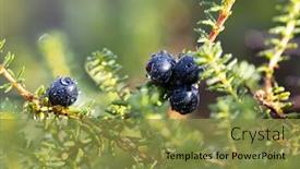  Presentation with black family - Beautiful presentation theme featuring empetrum-nigrum-crowberry-black-crowberry backdrop and a gold colored foreground