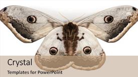 Presentation with moth - Theme consisting of emporer - largest european moth the giant background and a  colored foreground