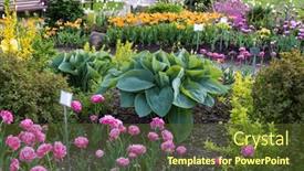  Presentation with tulip - Presentation featuring empress-wu-giant-hosta-plant background and a tawny brown colored foreground