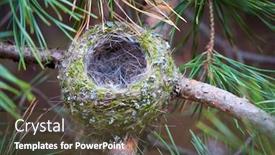  Presentation with bird - Cool new theme with empty-bird-nest-on-tree backdrop and a tawny brown colored foreground